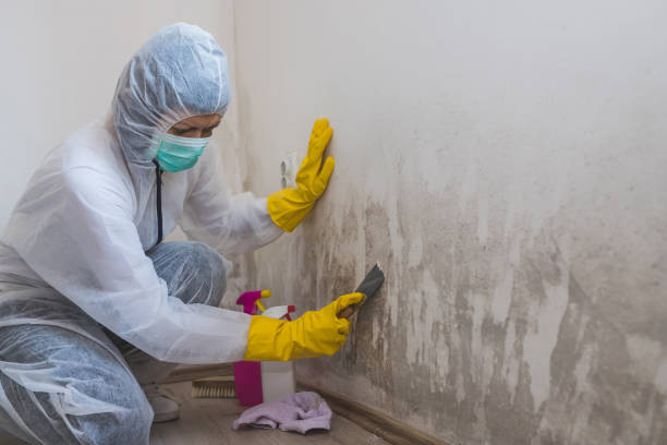 Best Black Mold Removal  in Guyton, GA
