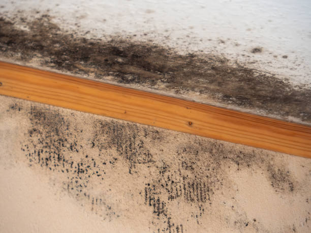 Mold Remediation for Vacation Homes in Guyton, GA
